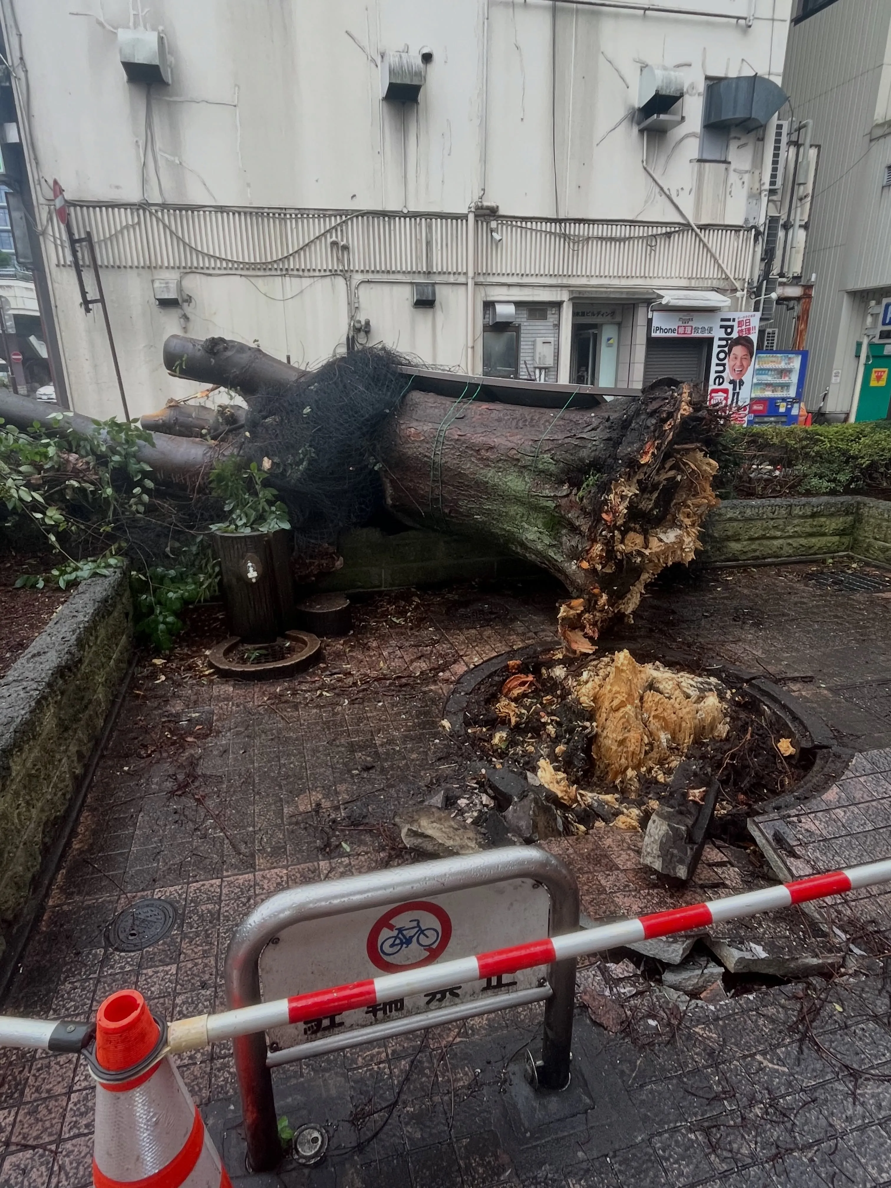 🌳 台風の影響でシンボルツリーが…