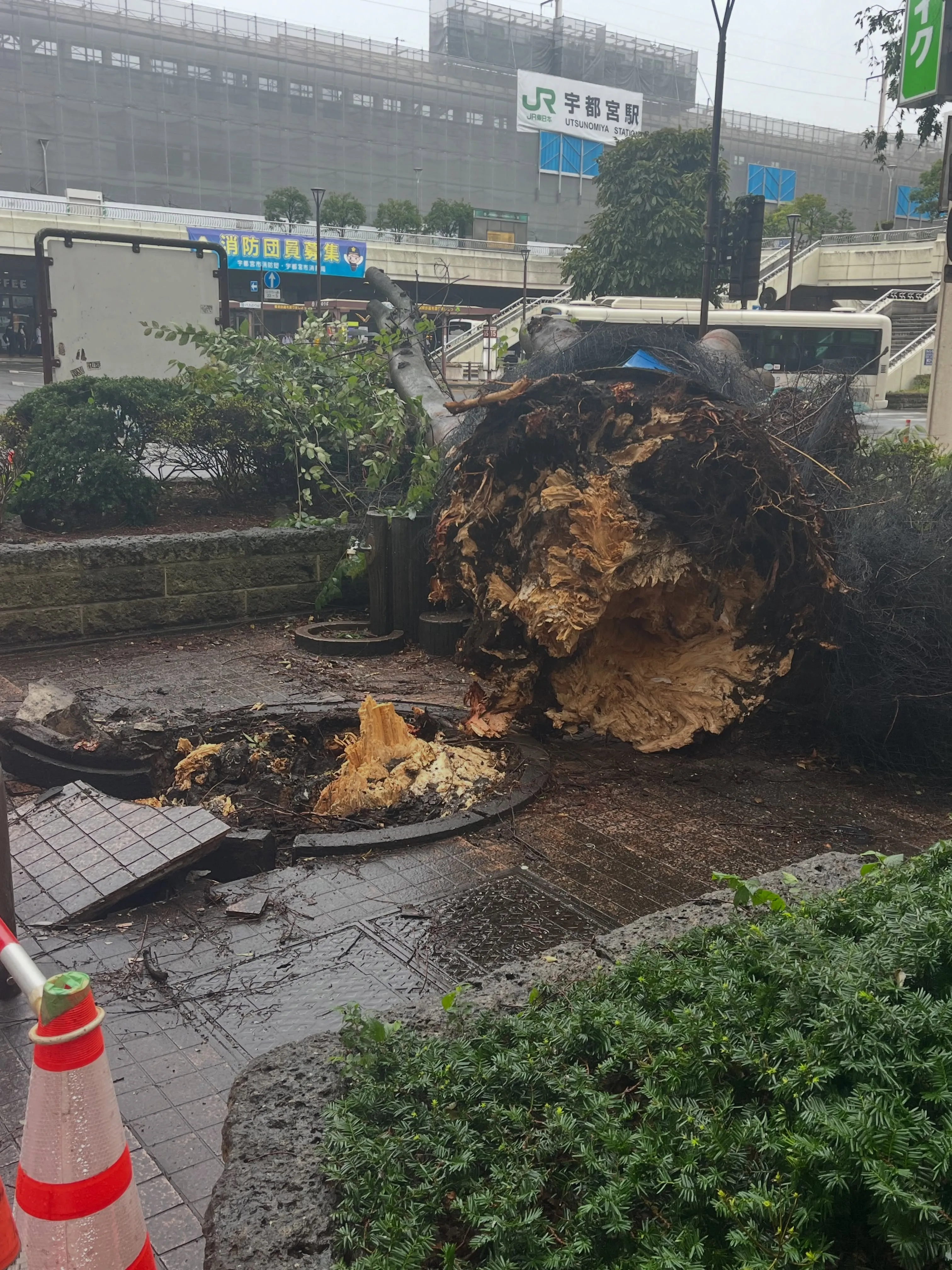 🌳 台風の影響でシンボルツリーが…